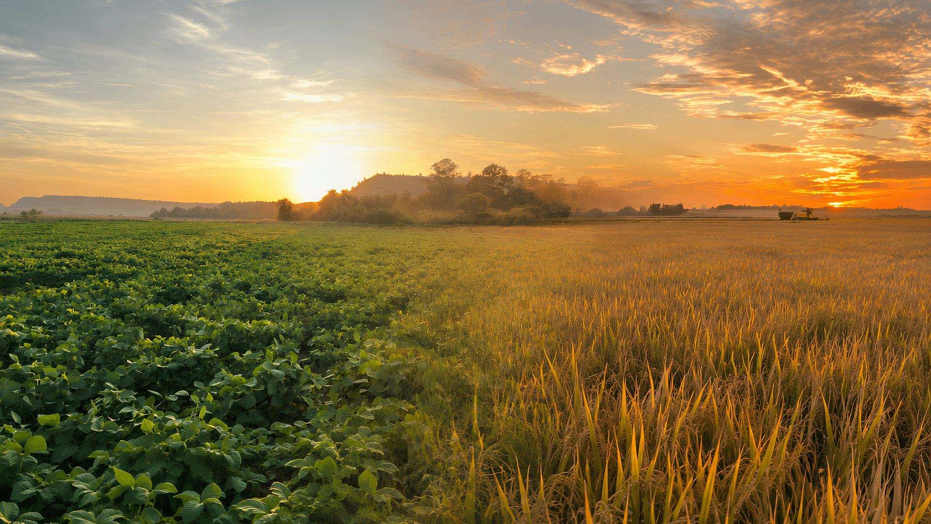 Lavouras de arroz ao entardecer